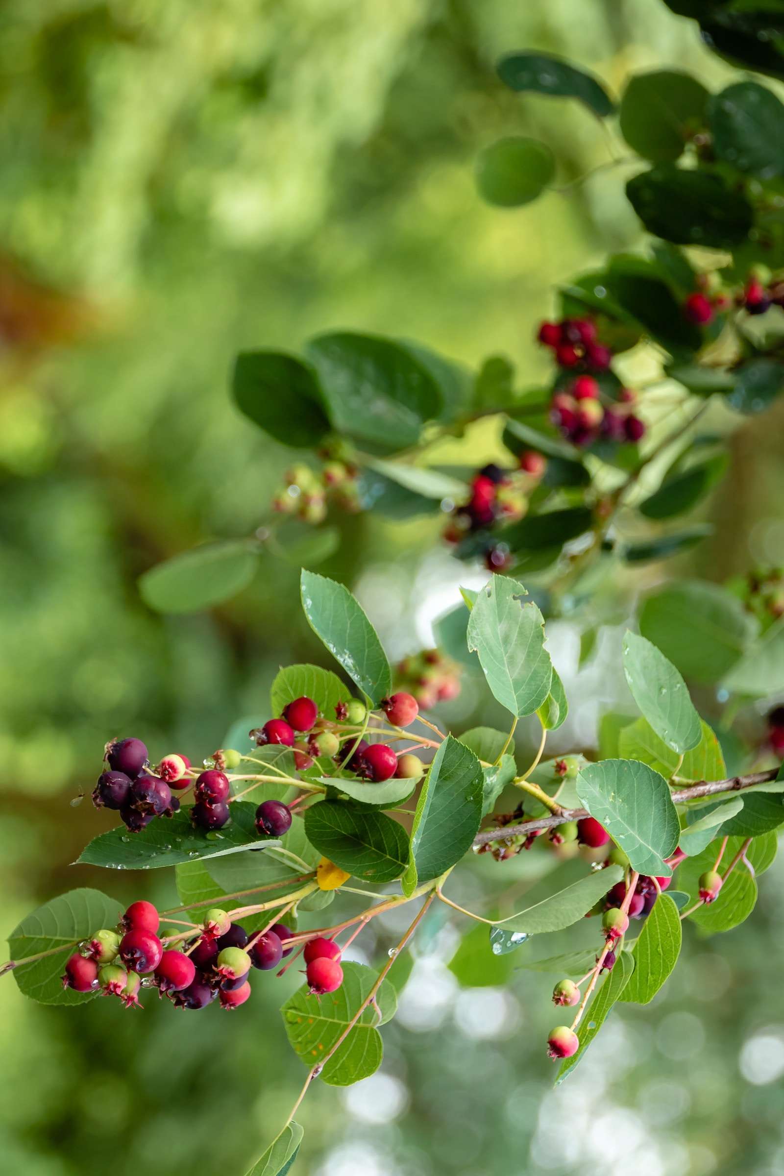 Elderberries